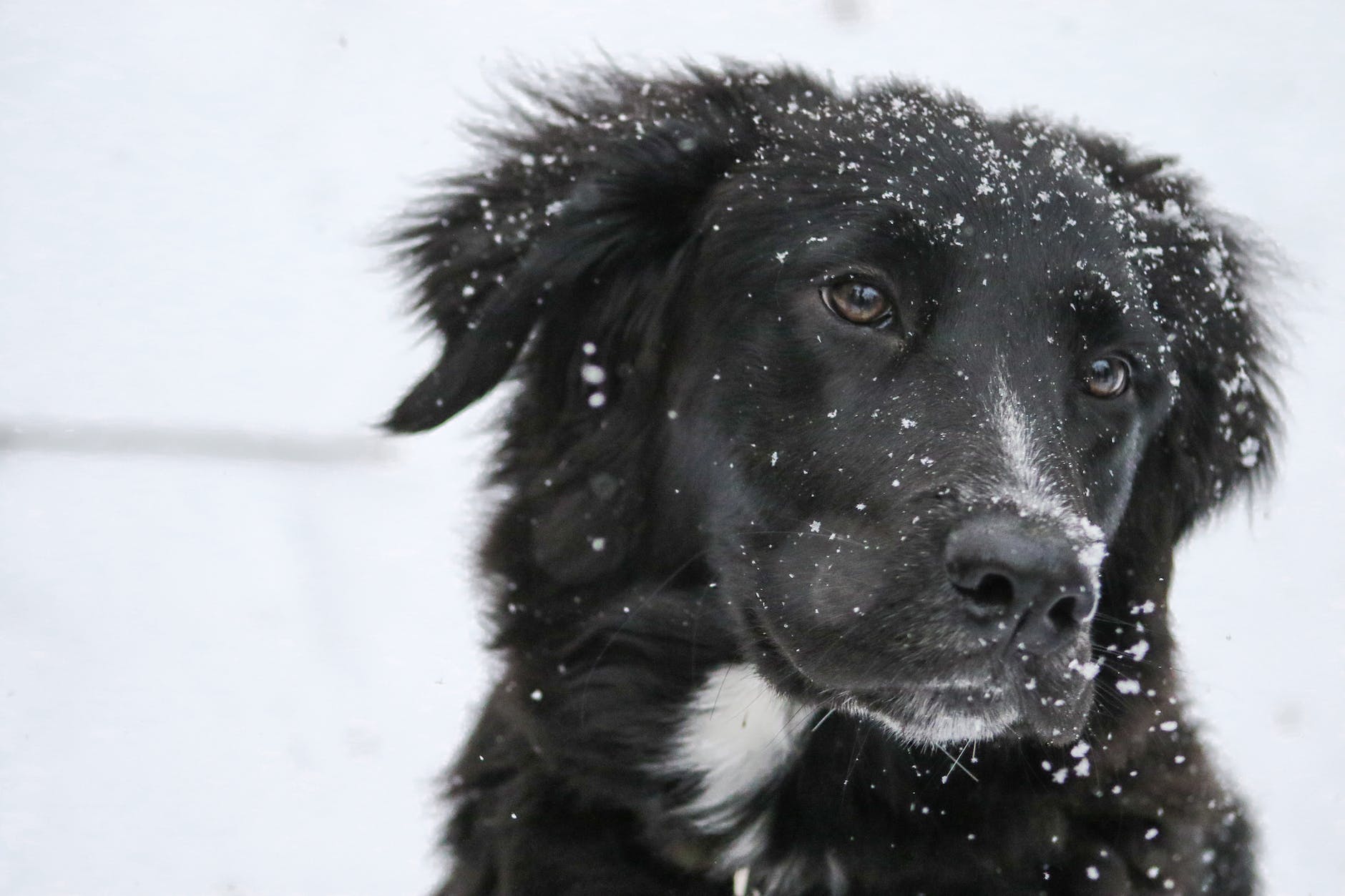 long coated black and white dog on white snow